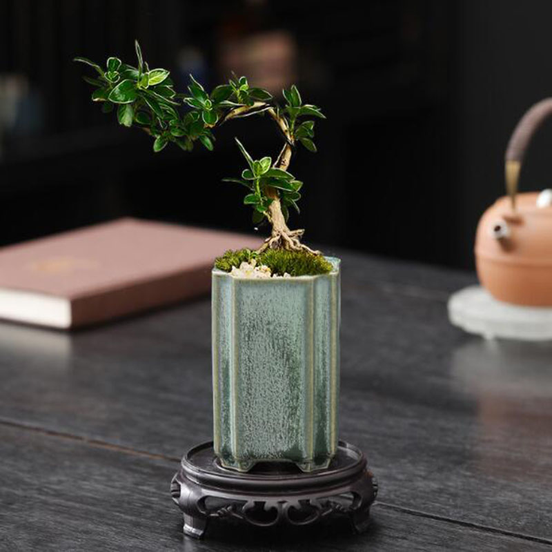 Porselen Kare Seladonlar Sırlı - Bonsai Garden Art incelemesi ve fiyatı